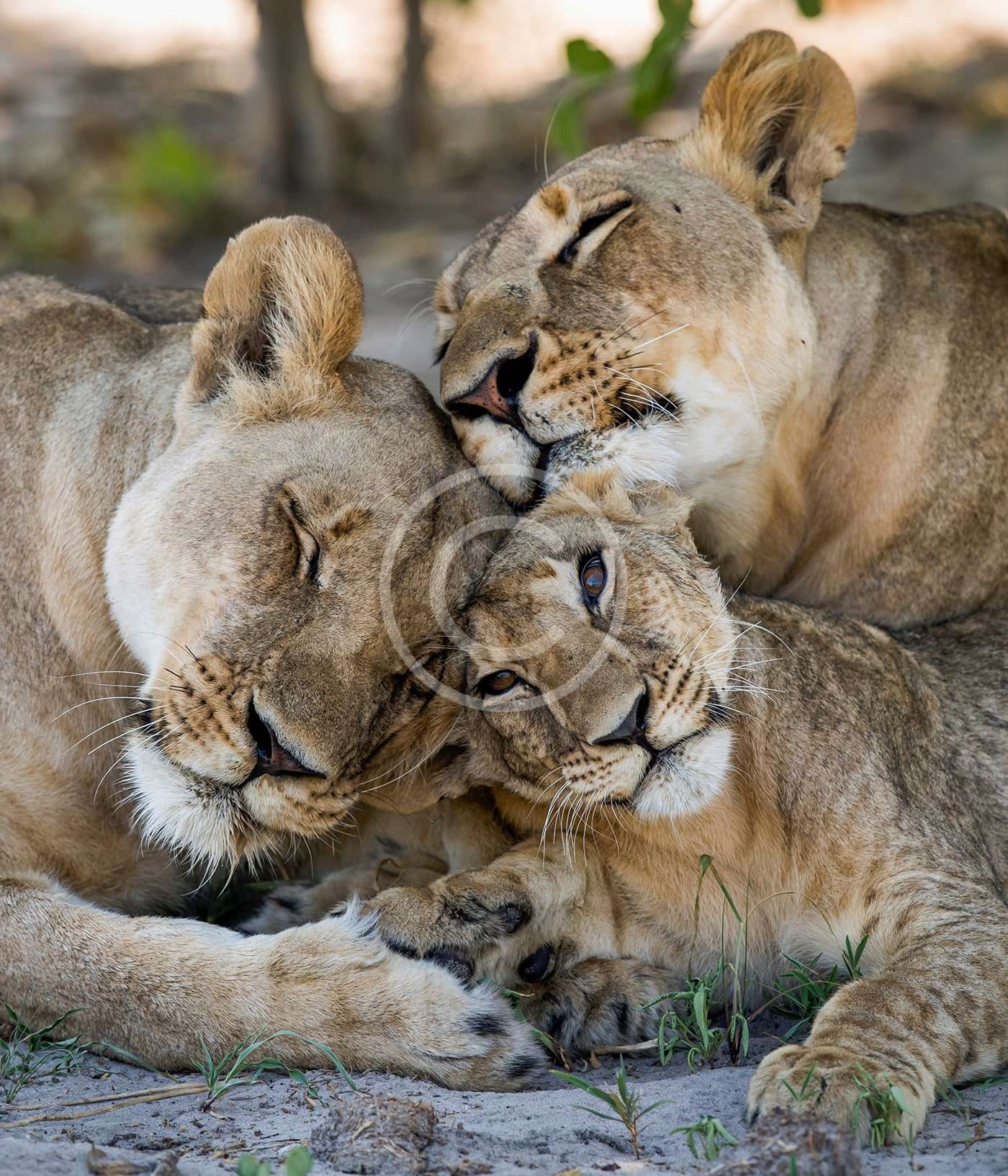 Biodiversity Safeguard